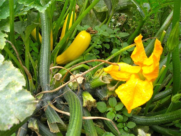 Courgette-jaune.jpg