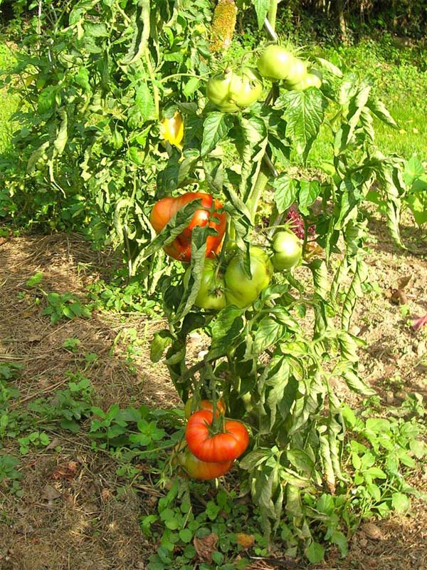 nos-tomates.jpg